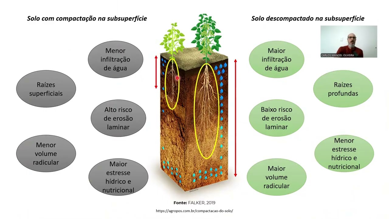 VIDEO AULA 03 SISTEMA RADICULAR