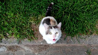 Cute cat meows very loudly, saying that he is hungry