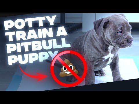 Video: Hoe een Blue Nose Pitbull op de juiste manier omhoog te brengen