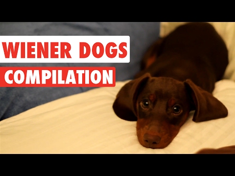wiener-dogs-video-compilation-2017