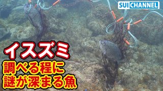 大群で現れたイスズミを調査した結果、生態が訳わからん！