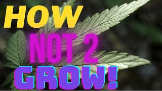 How Not To Grow Weed: The Complacent Grower #hownottogrowweed #backtothebasics #lmpg