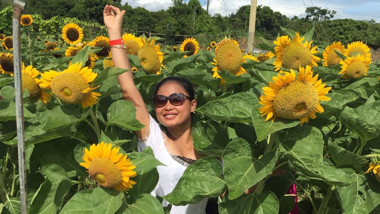 When we went to SUNFLOWER FARM HONGKONG YouTube