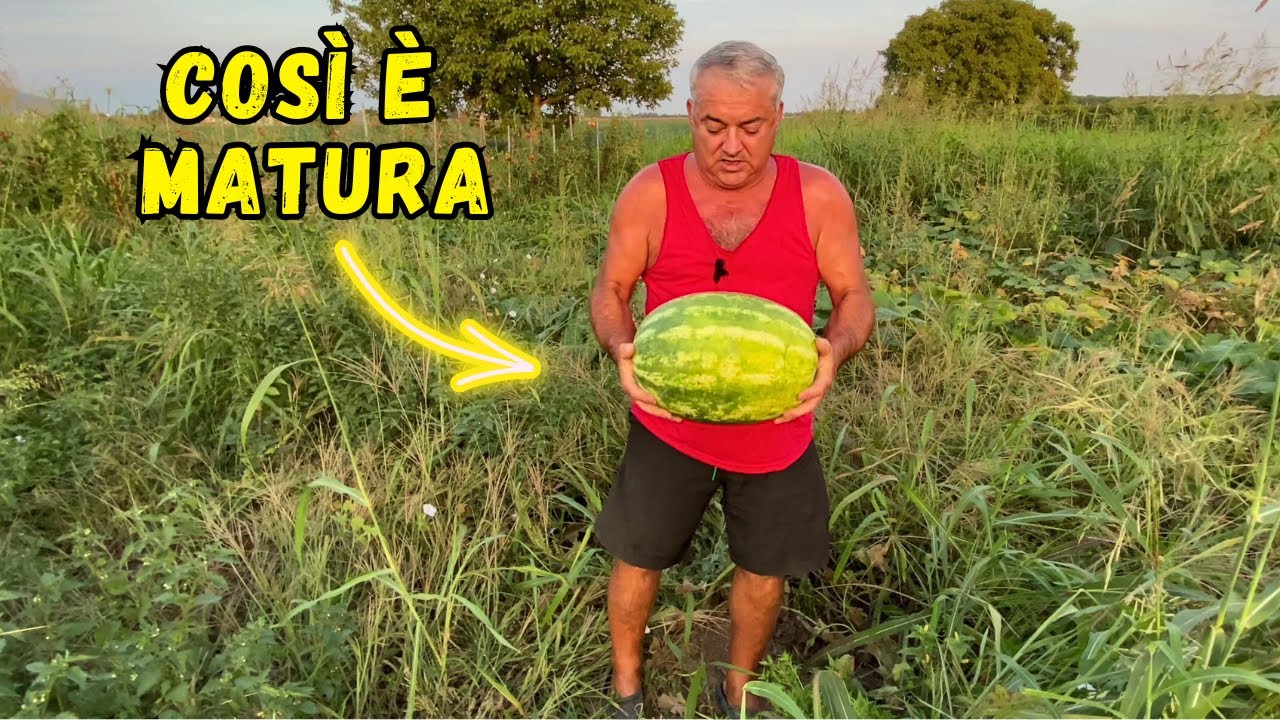 ANGURIE e MELONI: come capire quando RACCOGLIERLI