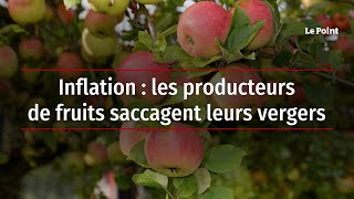 Inflation : les producteurs de fruits saccagent leurs vergers