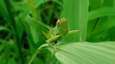 Free Stock Video Footage (Copyright free)- Grasshopper -Free Studio