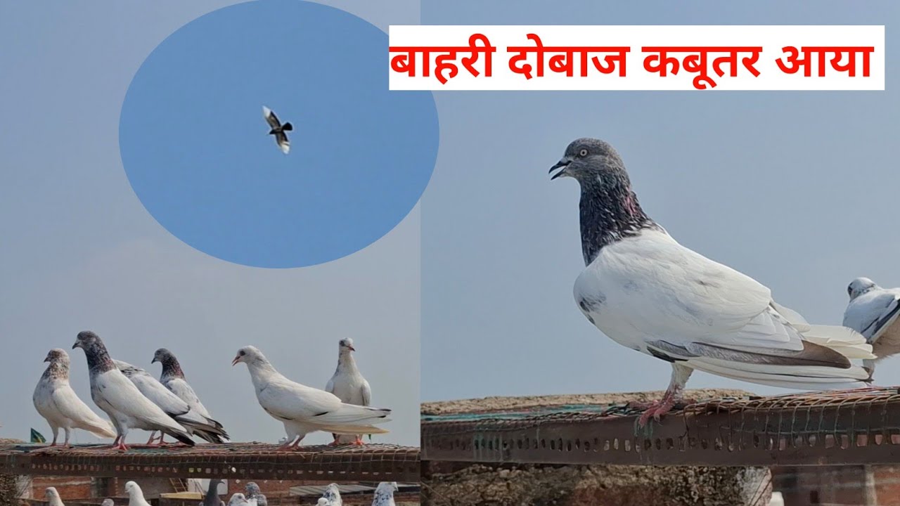 आज सुबह में कबूतरों को उड़ाया और एक बाहरी कबूतर आया | Today Pigeons Flying A Stranger Pigeons comes 