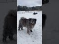 秋田犬長毛カイと雪