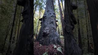 Download Lagu Deepening my understanding of Beauty MP3