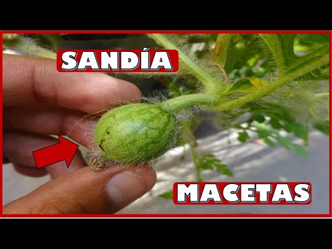 Video: Información de sandías millonarias: consejos para cultivar plantas de sandías millonarias