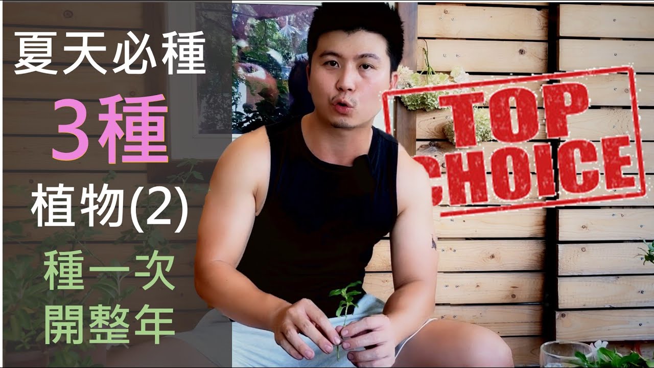 夏天必種3種植物 先種先贏 2 Youtube