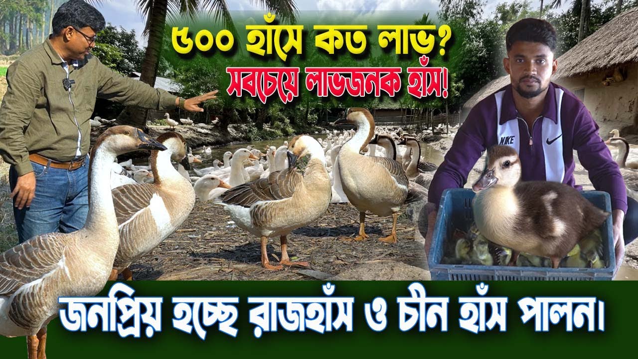 রাজহাঁস ও চীন হাঁস পালনেই বদলে যাচ্ছে গ্রাম! ৫০০ হাঁসে কত টাকা লাভ? তরুণ উদ্যোক্তা রাশেদুল