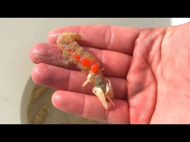 Pumping Ghost Shrimp (This Bait is WICKED) 