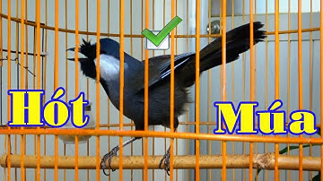 Khướu bạc má hót đấu MÚA XÒE ĐUÔI kích khướu nhà múa theo cực nhanh | luyện khướu hót múa nhanh nhất