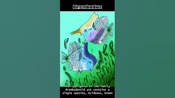 Brembodus | Random Wikipedia Articles