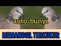 Review MP3 Suara bagus untuk memancing burung terkukur agar cepat bunyi