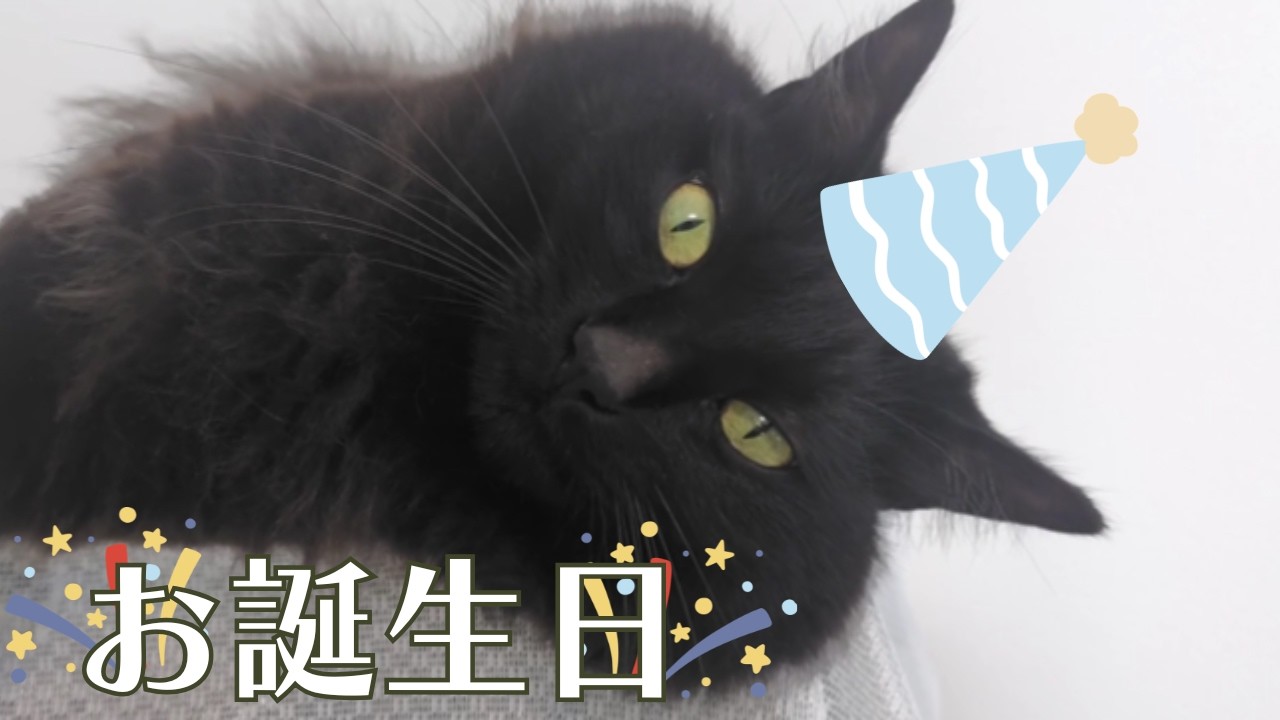 黒猫ちゃん　おめでとう お誕生日おめでとう！5歳になった黒猫トモくん。大好きなちゅーるで