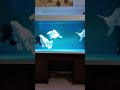 Platinum Butterfly Koi Carp Collection 570 - Japan Indoor Koi Fish Pond