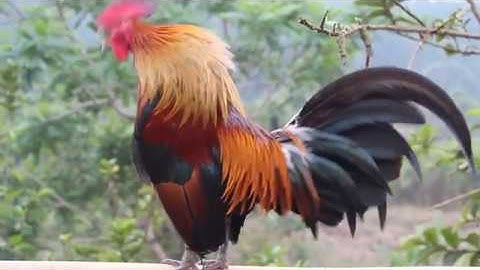 kuv tus qaib qus pom 2 hawj kawg lawm