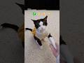 うちの猫、天才すぎる｜ハイタッチできるの知ってる？🐱🤚