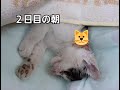 保護猫　子猫のちびちゃん　2日目の記録