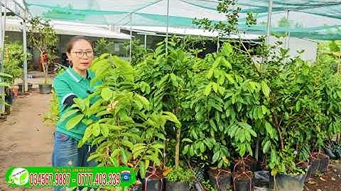 Mãng Cầu Xiêm Thái, cây giống dễ trồng được nhiều vùng đất