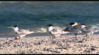 L'archipel des Gambier, tout en images