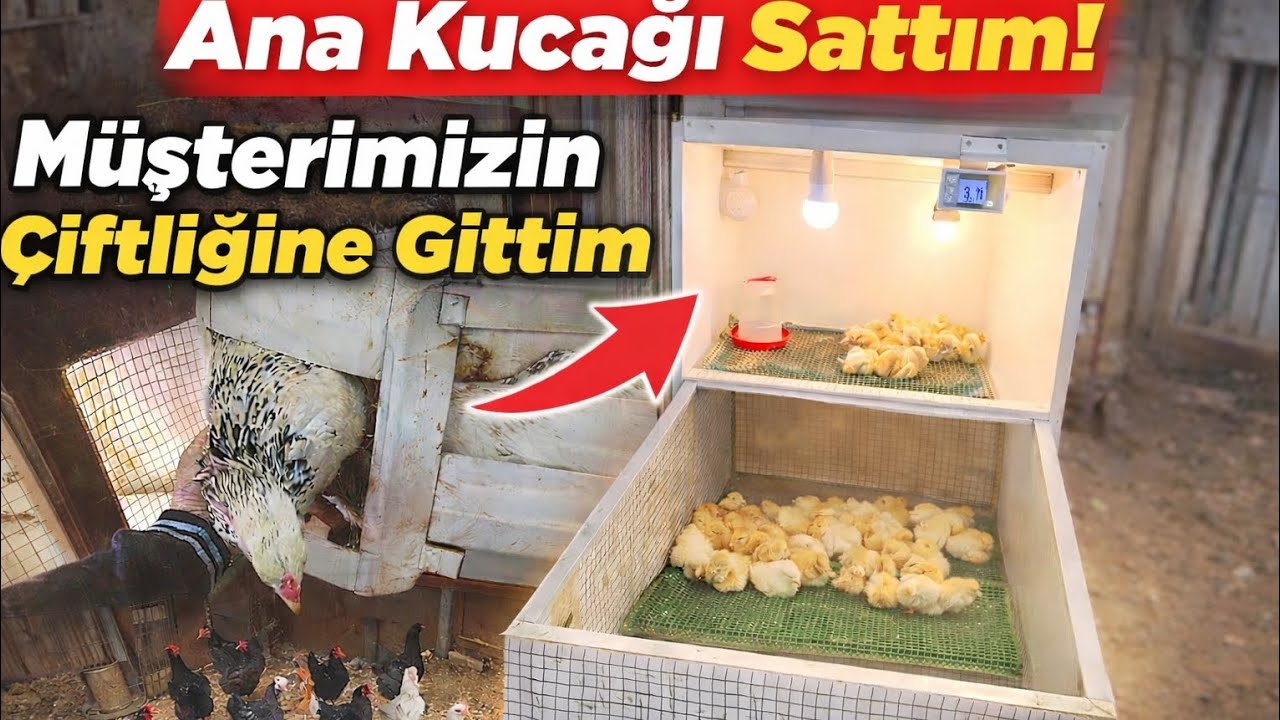 Müşterimin Çiftliğine Gittim! Civcivler Donmasın Diye Ana Kucağı Kurduk 🐥❄️