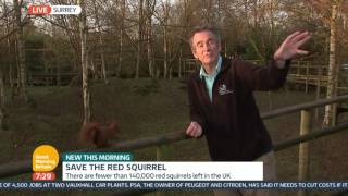 Saving the Red Squirrel | Good Morning Britain