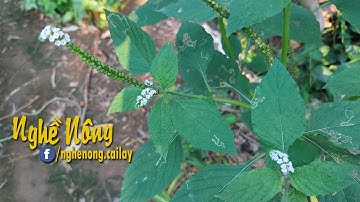 Công dụng của cây cỏ vòi voi