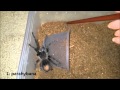 Tarantula Feeding Video 2