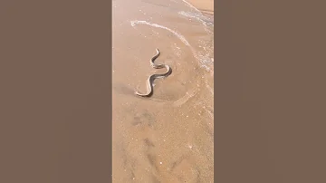Snake Found On Beach Morning Snake Chennai Beach Fishing 