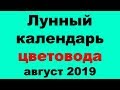 Лунный календарь цветовода на август 2019 года. Благоприятные дни для посадки ирисов, лилий, примул