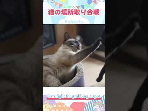 猫の場所取り合戦 #shorts