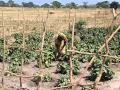 Maitrise de leau productive pour accroitre la productivit agricole au sngal