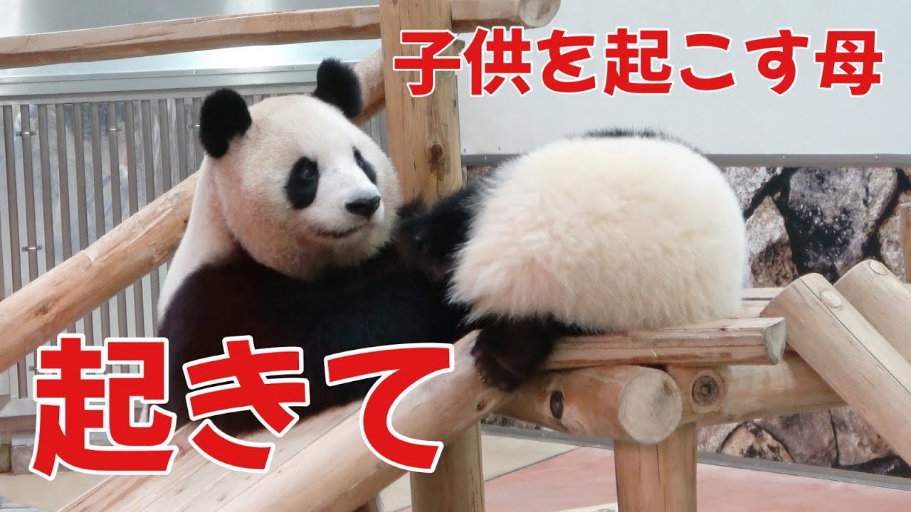 起きなさい！？ 子どもを起こすお母さん🐼 母のおもちゃみたいになる