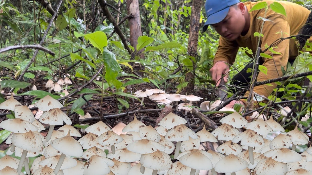 เห็ดโคน สวนผึ้งชุดใหม่ออกแล้ว! มากันแค่สองคนขุดเห็ดได้เยอะมาก! ใครก็ได้มาช่วยขูดที?