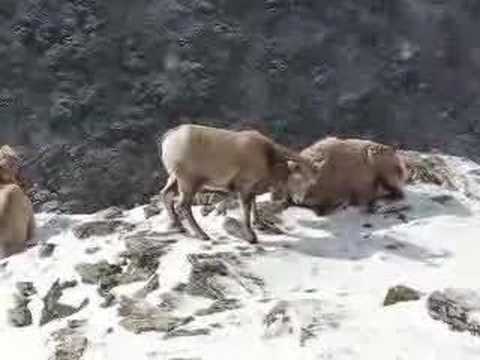 Ruby Mountain Bighorn Sheep Vol 2