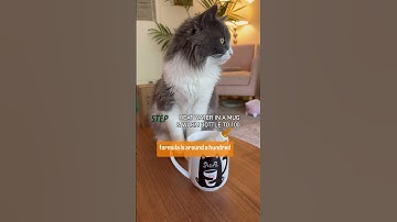 ✨ The easiest tutorial on how to bottle-feed kittens ✨