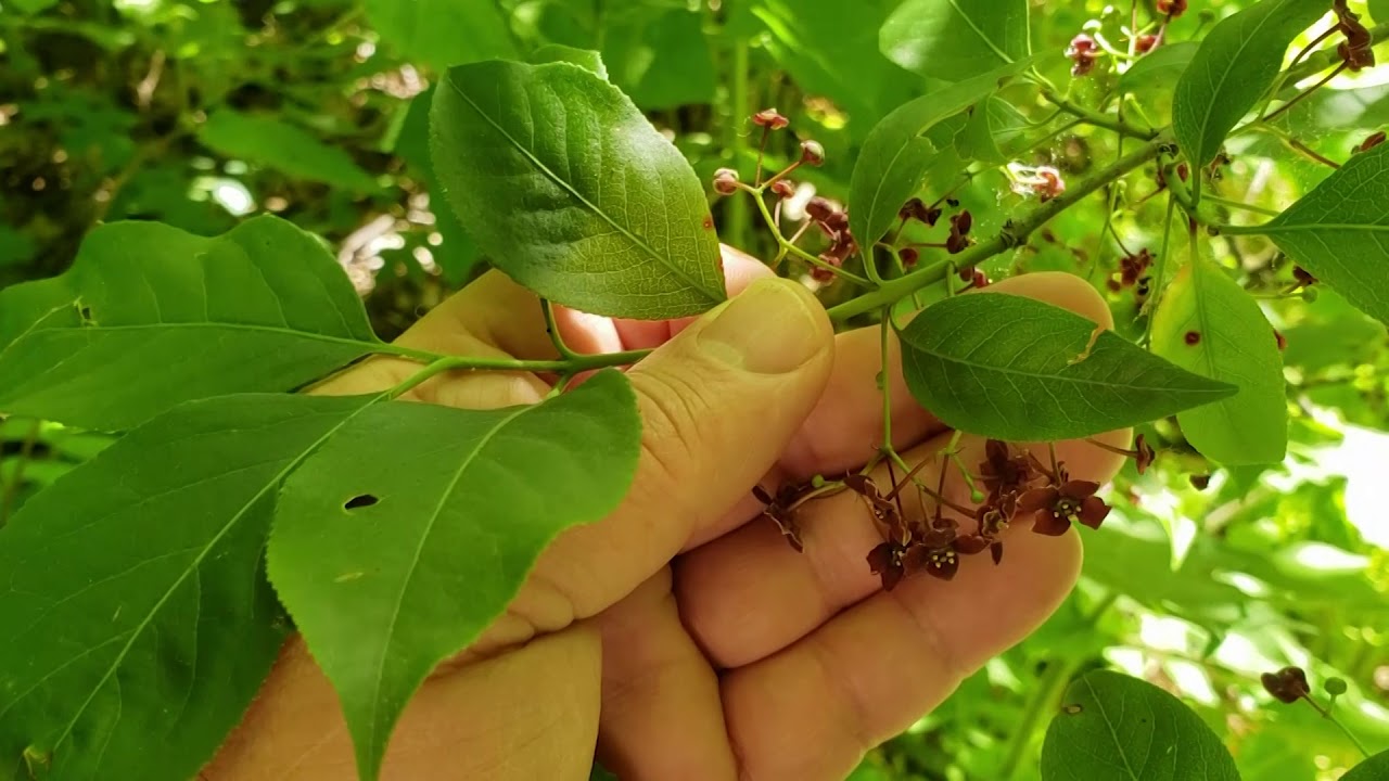 ID That Tree American Burning Bush or Wahoo YouTube