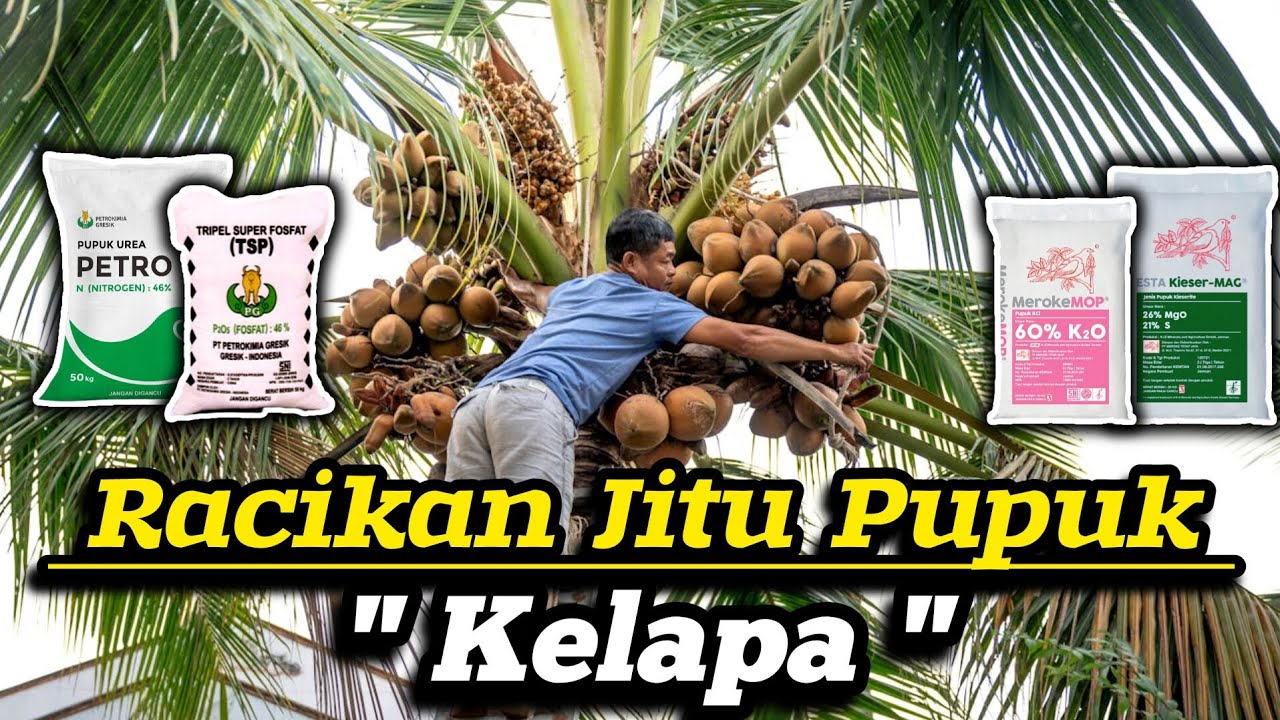 ✅ Racikan Maut‼️Pupuk Untuk Kelapa Hibrida, Pandan Wangi, Kopyor, Genjah 🥥 Cuma Modal 4 Jenis Pupuk😎