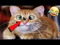 СМЕШНЫЕ КОТЫ КОШКИ 2020 ЗАБАВНЫЕ КОТЫ КОШИ Funny Cat Videos