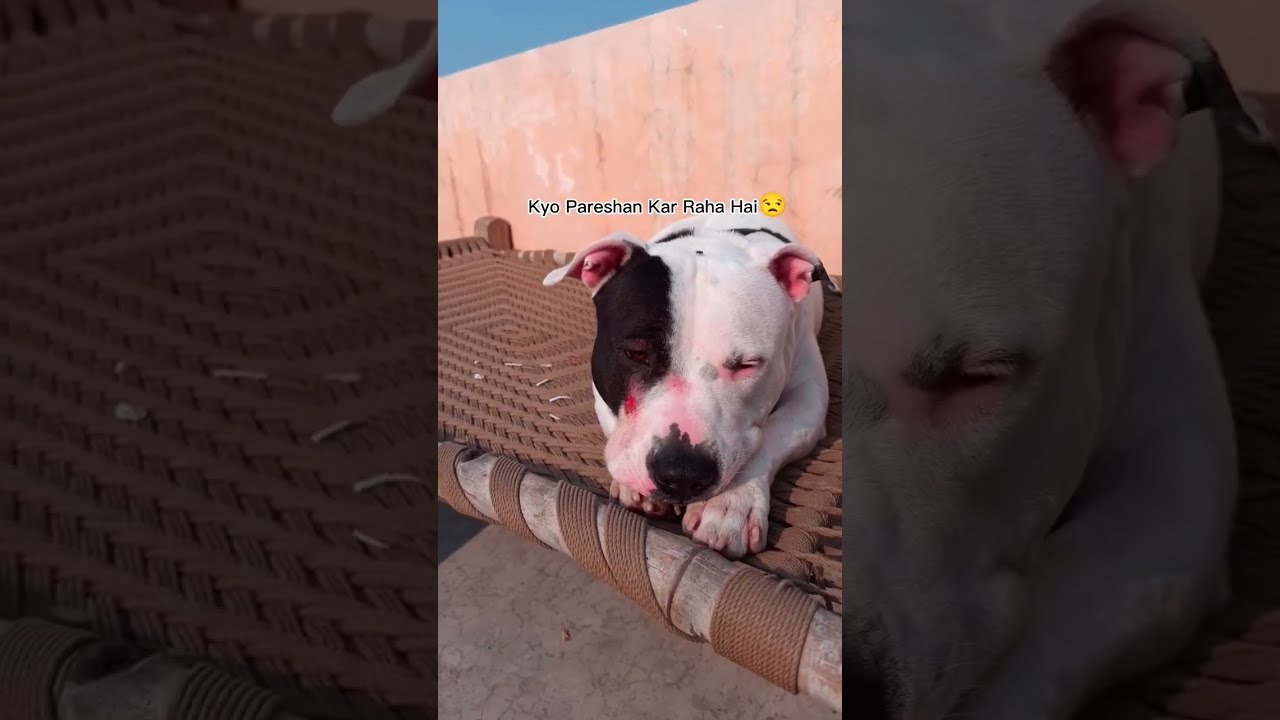 Angry Chihuahua vs Irritated Pitbull ?? #shorts #chihuahua #rocky  #pitbull
