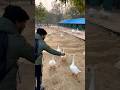 NTORQ RIDER❤️ || DUCKS 🦆 || #Shorts #youtubeshorts #short #helping #viral