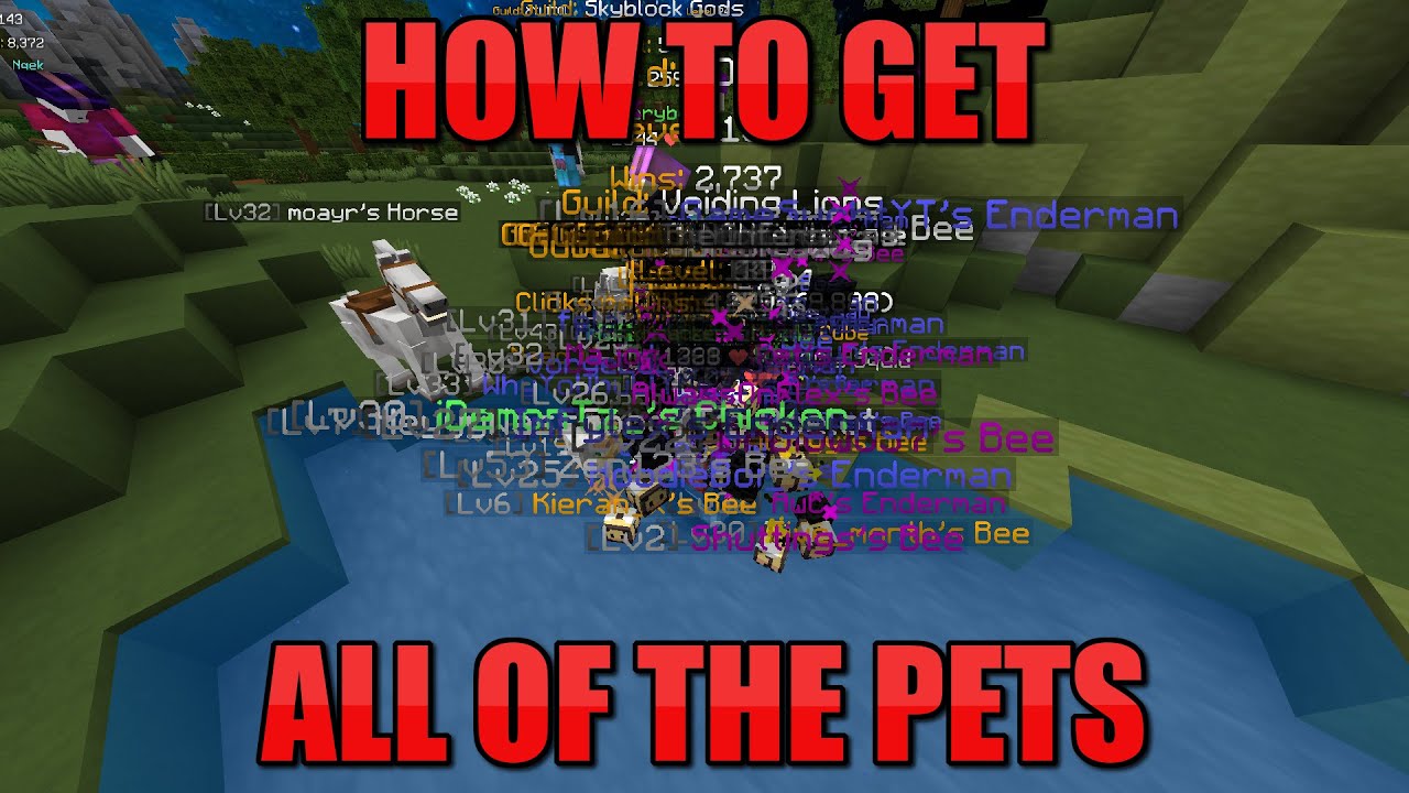 How To Get All Of The Pets | Hypixel SkyBlock - YouTube