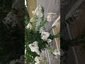あちさいです