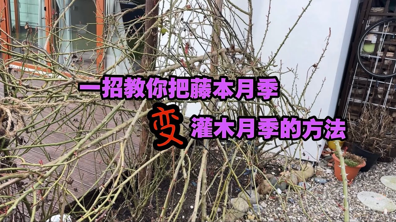 如何把一棵大藤本月季变灌木种植/05.03.2025