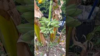 My burro bananas are almost ready for harvest! #backyardgarden #foodforest
