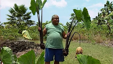 Eleele Naioea Plant Descriptors - with Jerry Konanui