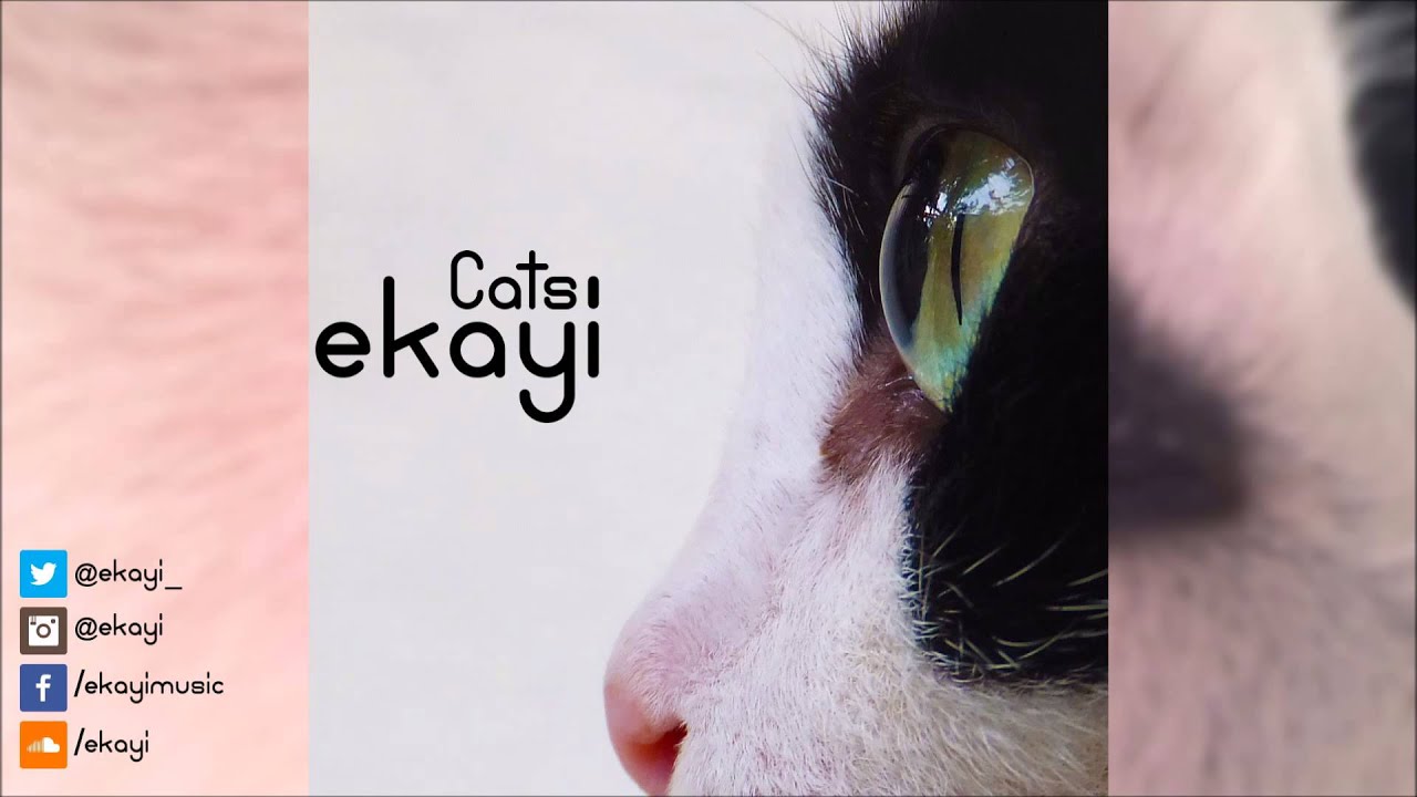 Watch ekayi - Cats on YouTube Watch ekayi - Cats on YouTube